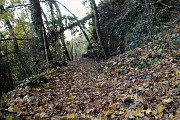 93 ...su un tappeto di foglie